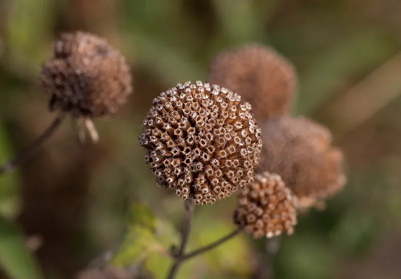 Six-Legged Sentinels: The Science Behind Native Pollinator Decline and the Citizen Researchers Documenting It in Real Time