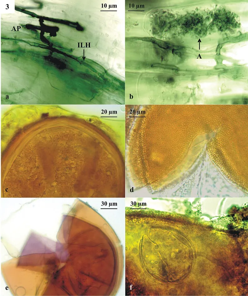 Roots of Renewal: How Fungal Partnerships Are Quietly Revolutionizing American Farmland