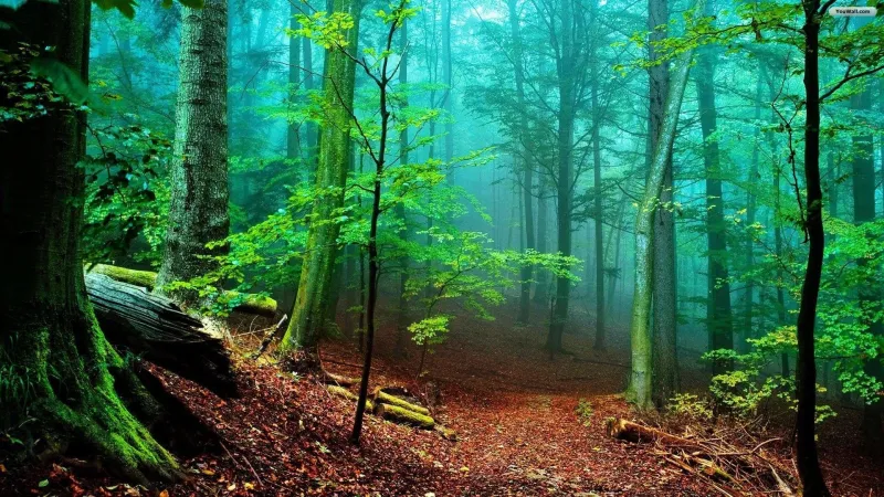 When the Forest Stops Singing: The Science of Soundscape Ecology and What Silence Is Telling Us