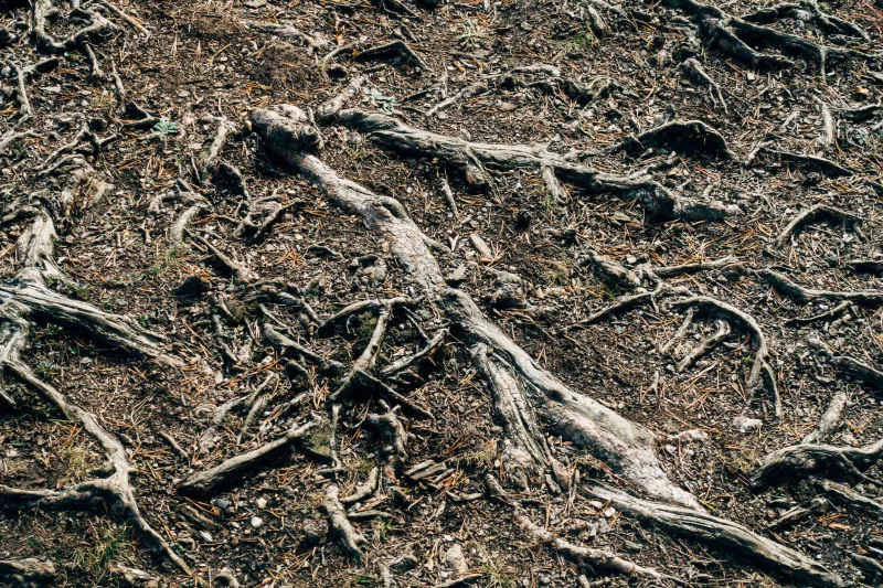 Threads Beneath the Trees: How Fungal Highways Are Rewriting the Rules of Carbon and Communication in American Forests