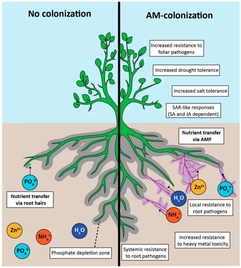 Beneath the Canopy: How Underground Fungal Webs Are Redefining Forest Science and Climate Strategy